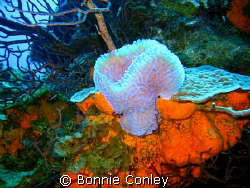 Photo taken August 2008 at Grand Cayman with a Canon SD550 by Bonnie Conley 
